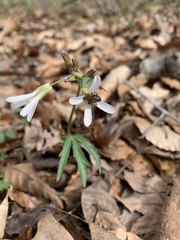Cardamine concatenata