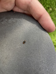 Cryptolaemus montrouzieri