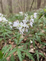 Cardamine concatenata