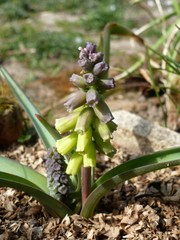 Muscari macrocarpum