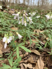 Cardamine concatenata