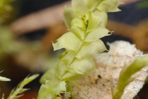 Bifid Crestwort (Lophocolea bidentata)