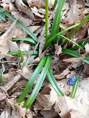 Hyacinthoides italica, photograph (c) Filippo Ceragioli, some rights reserved (CC BY-SA)