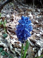 Hyacinthoides italica, photograph (c) Filippo Ceragioli, some rights reserved (CC BY-SA)