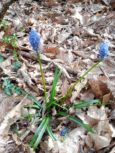Hyacinthoides italica, photograph 5