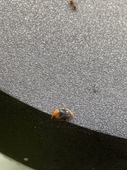 Cryptolaemus montrouzieri