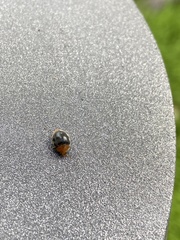 Cryptolaemus montrouzieri