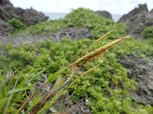 Ischaemum aureum iNat (3)