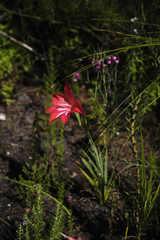 Gladiolus sempervirens