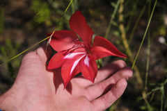 Gladiolus sempervirens
