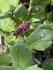 Pyrrhocoris apterus
