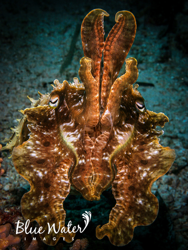 Broadclub Cuttlefish