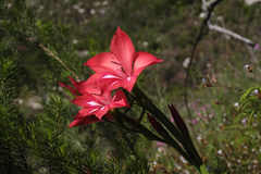 Gladiolus sempervirens
