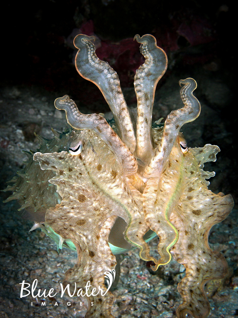 Photo of Bigfin Reef Squid (Sepia latimanus)