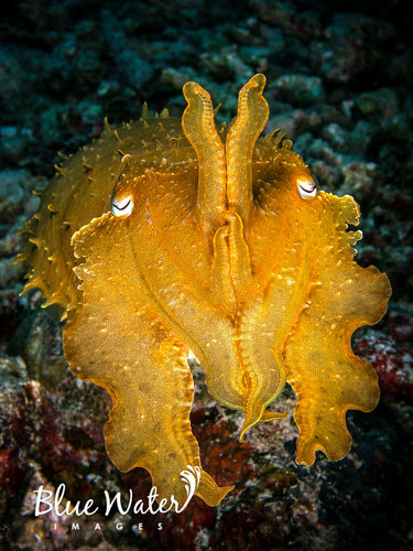Photo of Bigfin Reef Squid (Sepia latimanus)