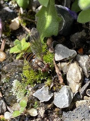 Episyrphus balteatus