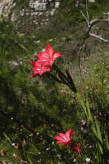 Gladiolus sempervirens