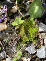 Episyrphus balteatus