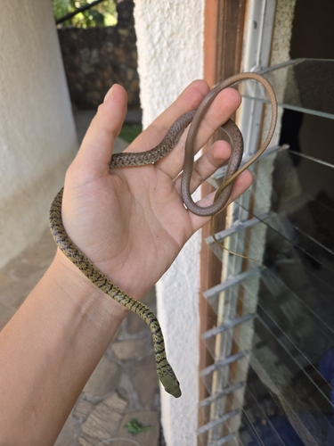 Spotted Bush Snake