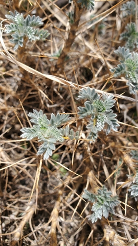 Astragalus granatensis