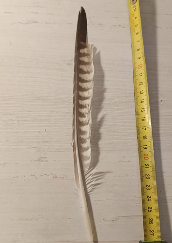 Plume de Faucon sacre