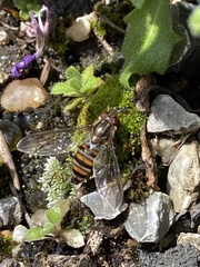 Episyrphus balteatus