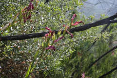 Gladiolus sempervirens