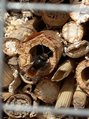 Osmia cornuta