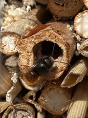 Osmia cornuta