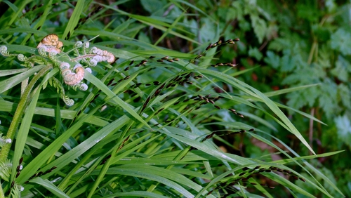 Wood Melick (Melica uniflora)