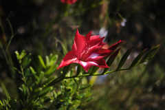 Gladiolus sempervirens