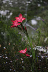 Gladiolus sempervirens