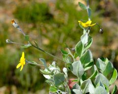 Osteospermum hispidum