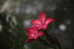 Gladiolus sempervirens