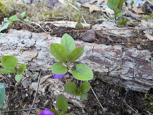 Foto de Polygaloides paucifolia
