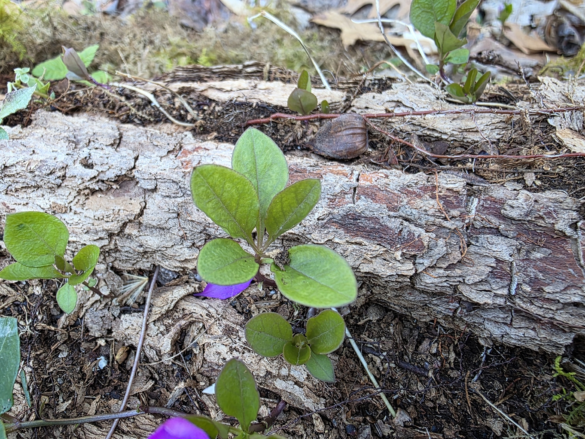 Imagem de Polygaloides paucifolia