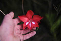 Gladiolus sempervirens