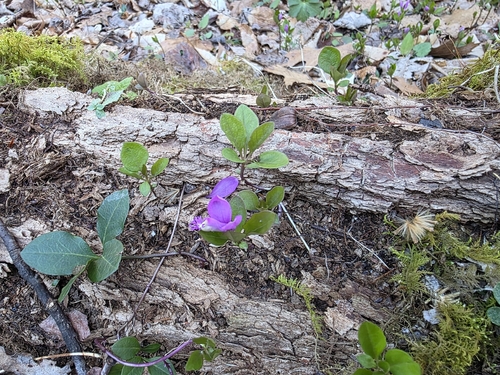 Foto de Polygaloides paucifolia
