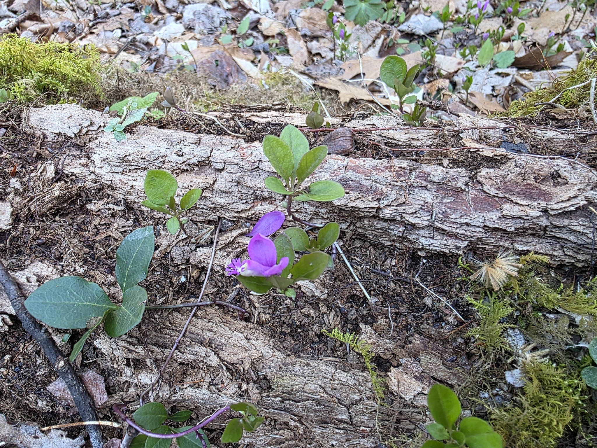 Imagem de Polygaloides paucifolia