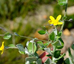Osteospermum hispidum