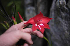 Gladiolus sempervirens