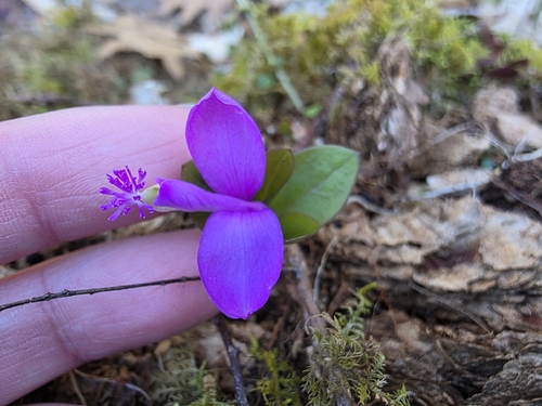 Foto de Polygaloides paucifolia