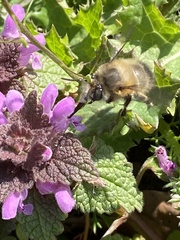 Anthophora plumipes