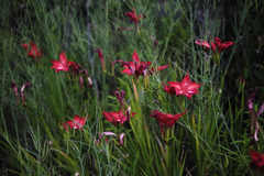 Gladiolus sempervirens