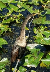 Anhinga anhinga