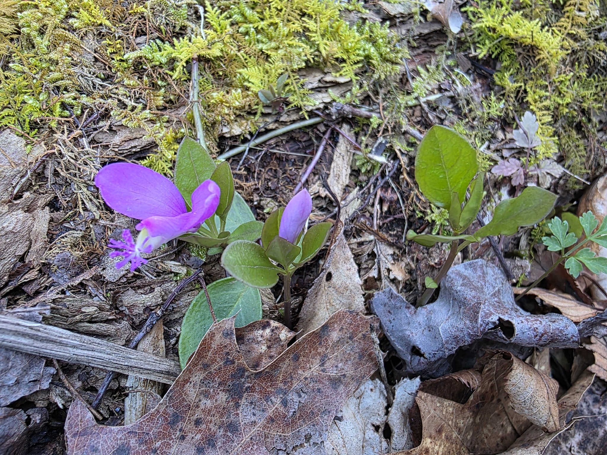 Imagem de Polygaloides paucifolia