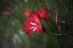 Gladiolus sempervirens