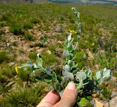 Osteospermum hispidum