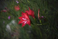 Gladiolus sempervirens