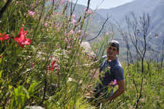 Gladiolus sempervirens